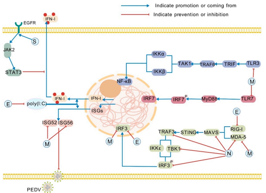猪流行性腹泻病毒如何逃逸宿主先天免疫？
