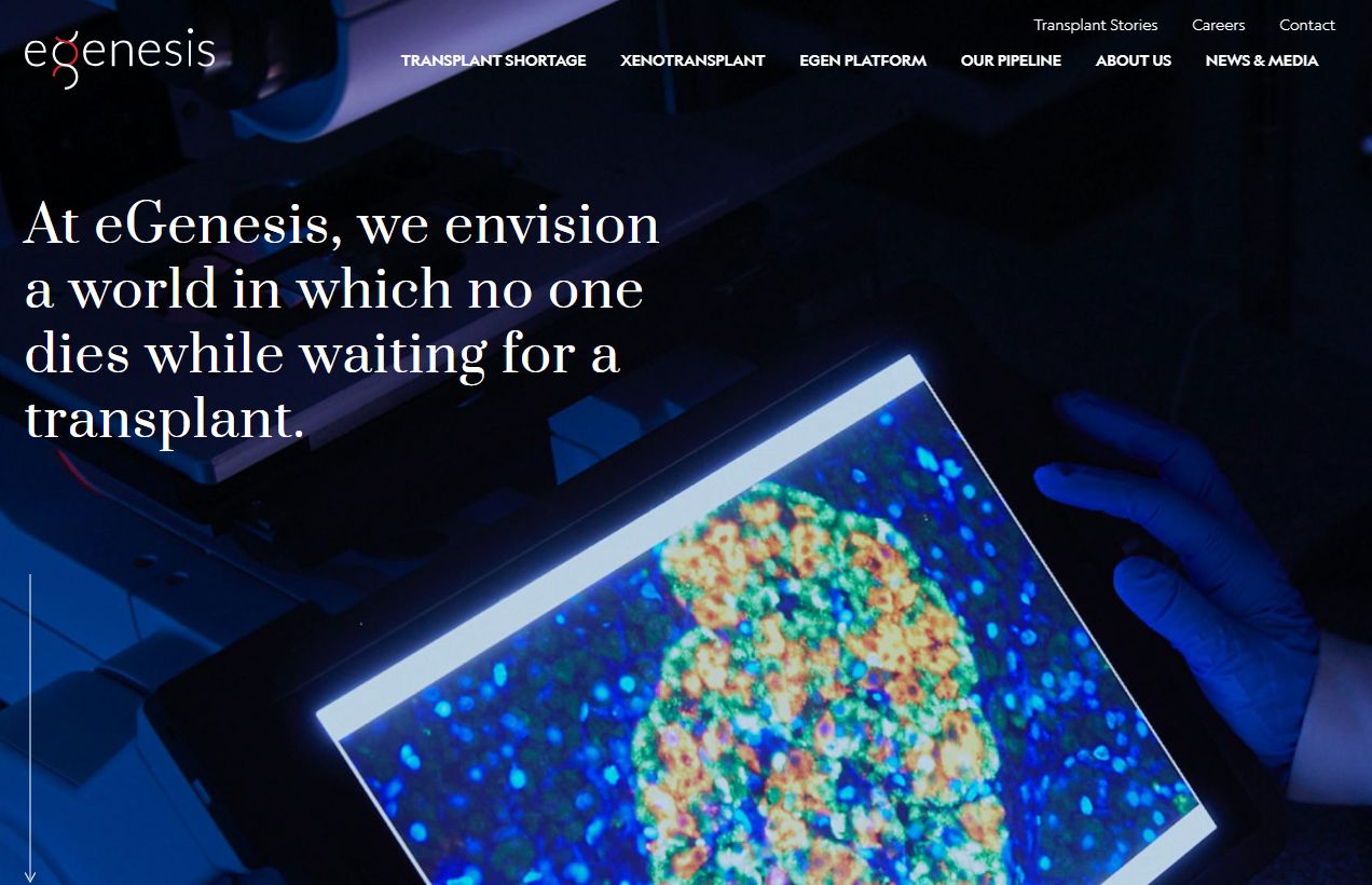 60年进步何以仅“2天”？陈忠华：猪器官移植已进入下一轮的冲刺阶段