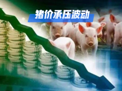 12月04日猪价:承压波动!