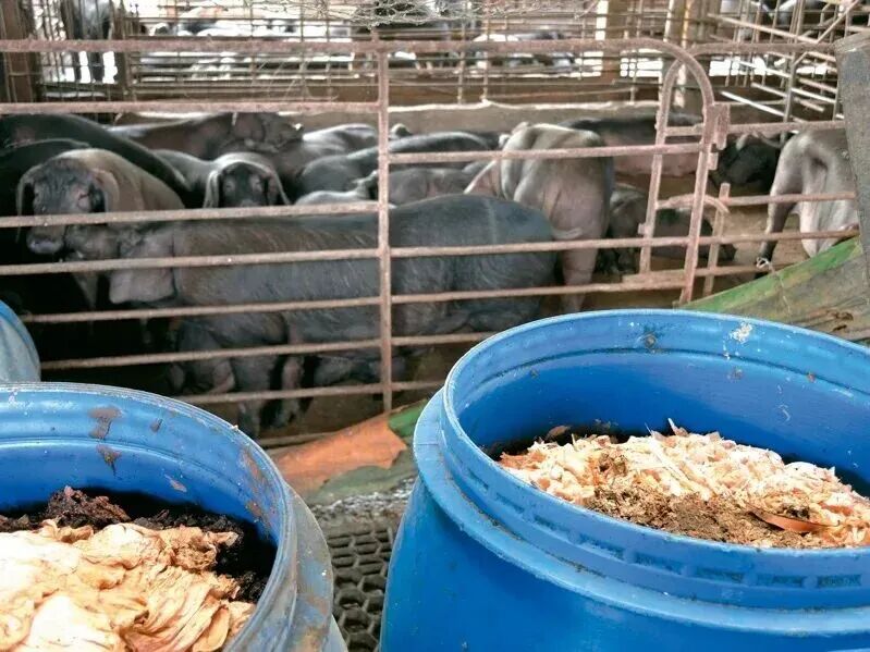 2027年起中国台湾全面禁厨余养猪，非洲猪瘟防控为何非禁它不可？