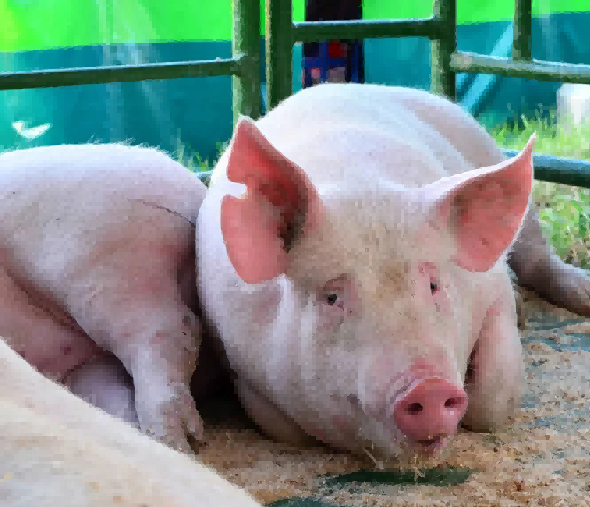 腌腊预期仍在，市场存在看涨信心！附最新猪价