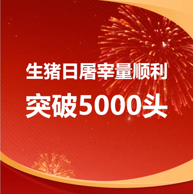 破5000，发展势不可挡！扬翔盈康食品生猪日屠宰量突破新高！