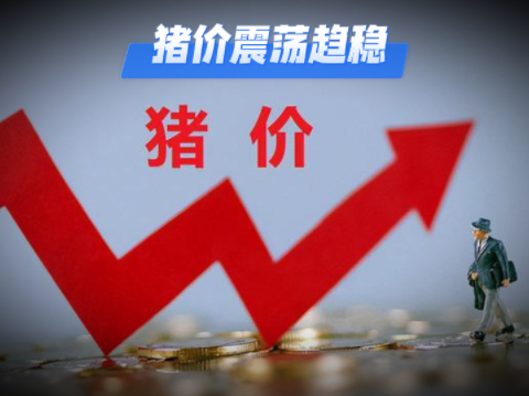 12月08日猪价：或延续小幅上涨！