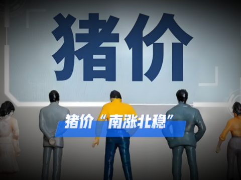 12月09日猪价：有望温和上涨！