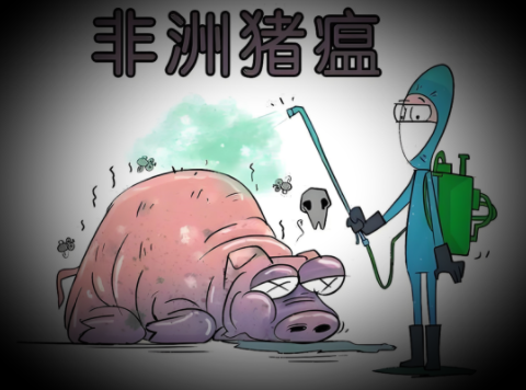 香港再现“非瘟”！累计销毁猪只978头！