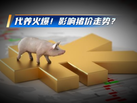 散户密集退出，代养却爆火出圈！影响生猪产能 进而影响猪价？
