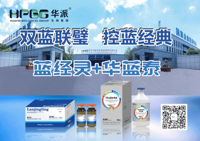 华派链传胸康灭活疫苗在南方某养殖集团的试验效果报告