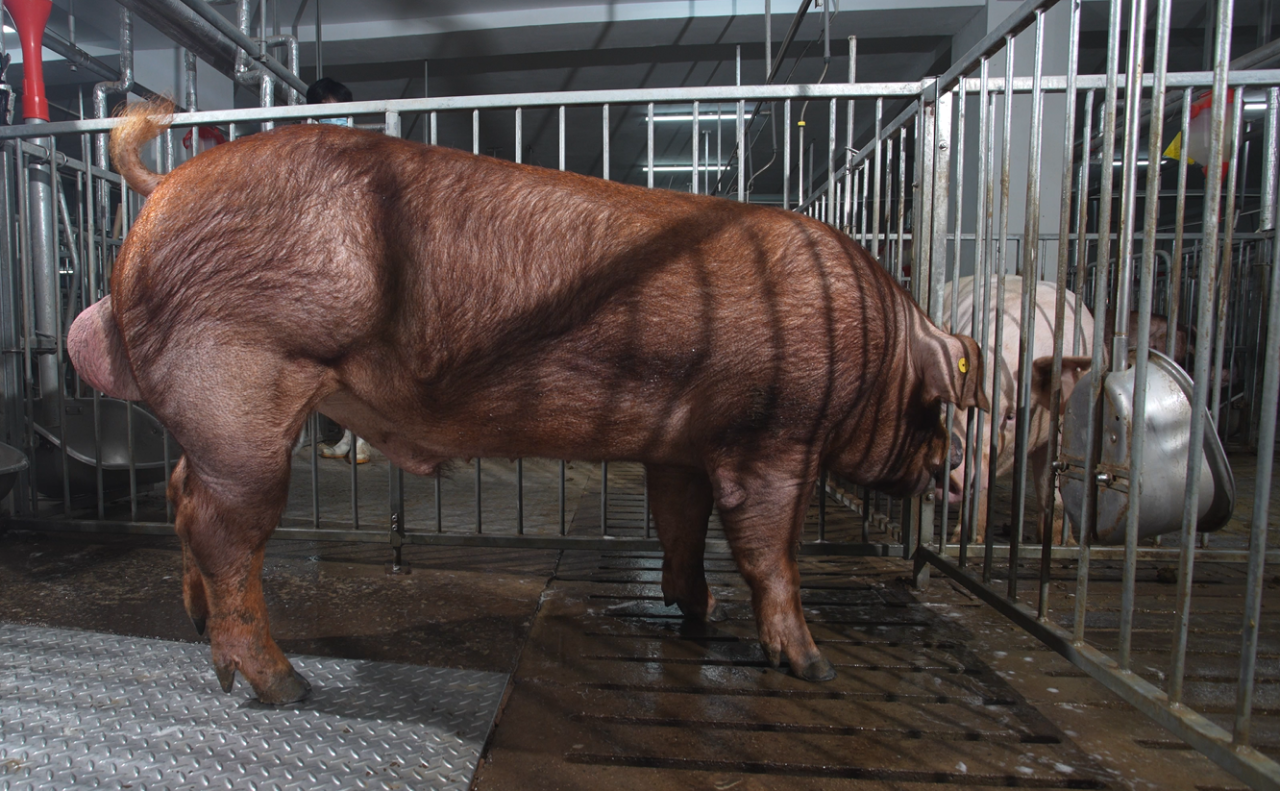 春风送暖入屠苏——以基因之力，为产业注入温暖与信心