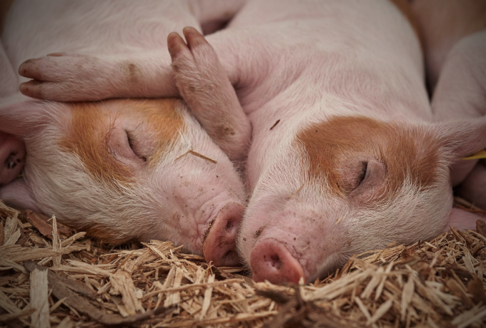 四川发补助，福建推新模式…这些地方新规，给养猪人带来哪些启示？