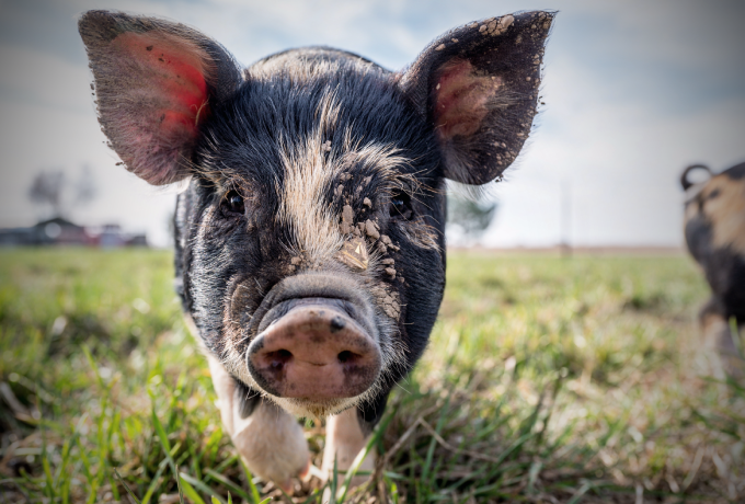 两家渝股发布业绩预告：博腾股份扭亏为盈 天域生物因猪价下行亏损