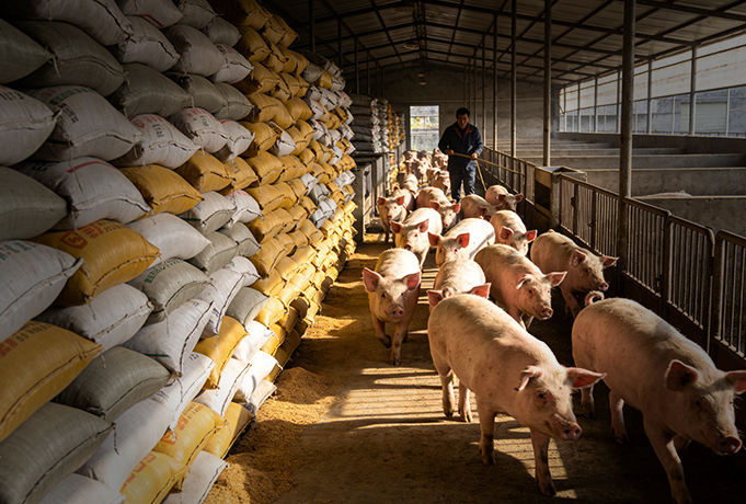 猪肉比西红柿便宜！3家上市猪企预计2025年亏损 专家：高成本企业卖一头猪最多亏360元