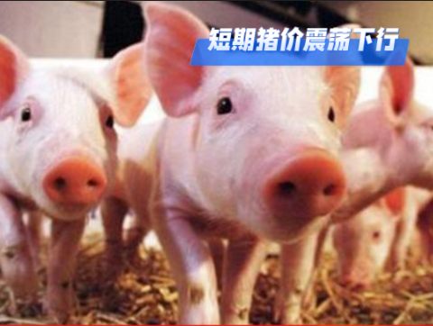 01月27日猪价：全国25省猪价“跳水”！