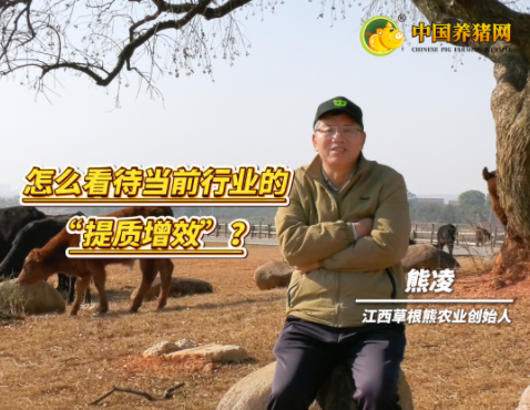 专访草根熊创始人 熊凌——养猪的提质增效，正在毁掉猪肉的肉香！