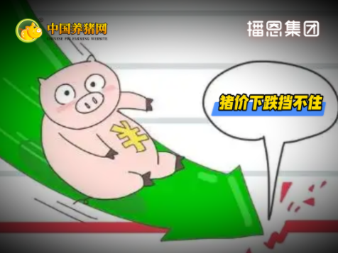 02月11日猪价：“破位”下跌！