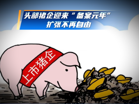 头部猪企扩张不再自由！正从追求规模转向安全、高效、可持续！