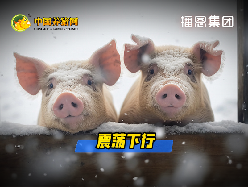 02月24日猪价：6元震荡！