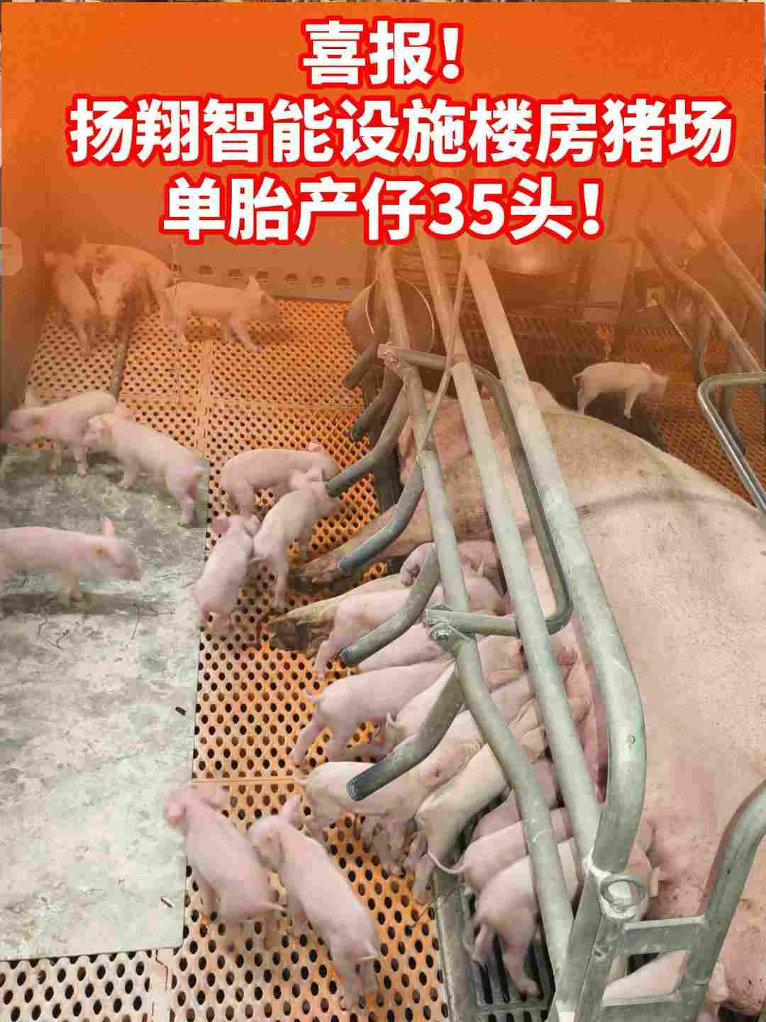 单胎产仔35头！扬翔智能设施楼房猪场迎来2026开门红！