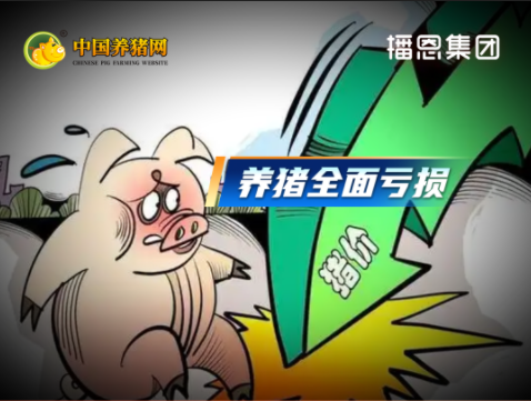 生猪养殖陷入全面亏损状态！盈利何时转正？