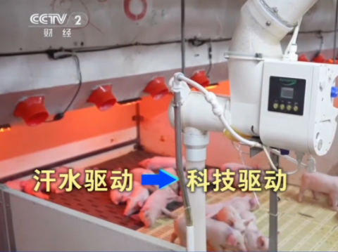 中国农业从汗水驱动转向科技驱动!牧原智能养猪 一人年养1万头!
