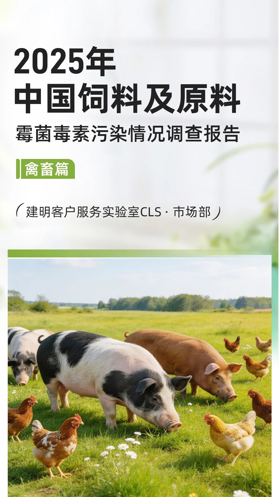 【年度报告】2025中国饲料及原料霉菌毒素污染情况调查报告-畜禽篇