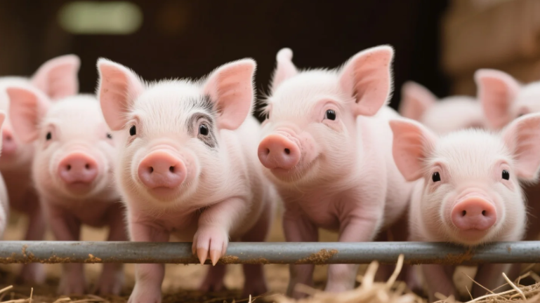 湖南一猪场PSY达到29，一窝多赚750元！成本淘汰赛中，夹缝生存！