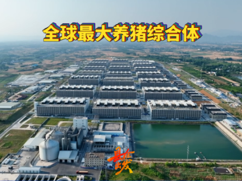 云参观全球最大养猪综合体，猪猪的“五星级宾馆”！