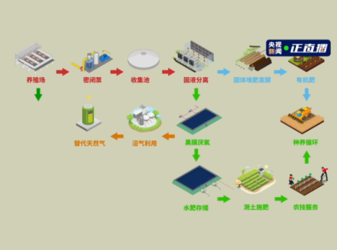 牧原养猪综合体的“粪污”怎么处理？种养循环模式实现生态共赢！