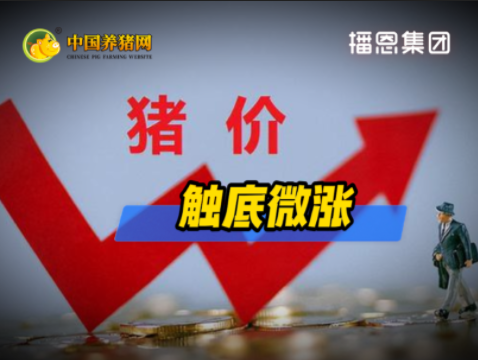 3月18日猪价：触底微涨！预计短期猪价运行区间为10.3-10.8元/公斤！