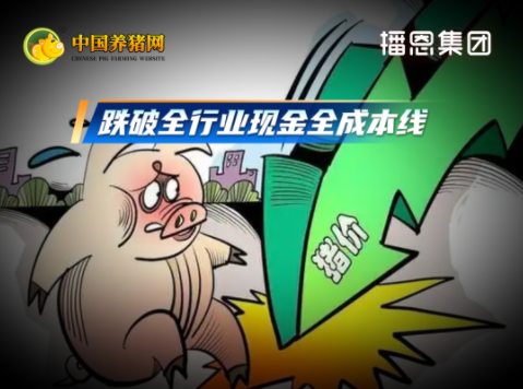 猪价已跌破全行业现金全成本线！自繁自养亏损额扩大至超过280元/头！