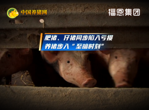 五年来首次旺季仔猪亏损！生猪均价创近十年新低！