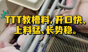 播恩TTT教槽料！开口快、上料猛、长势稳！