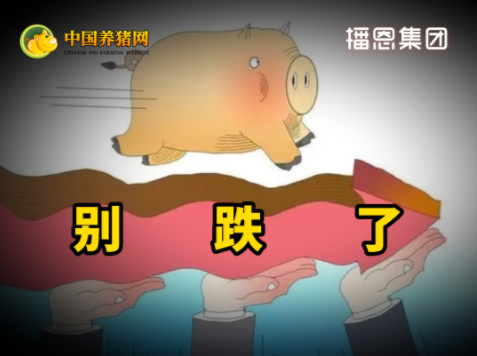 04月14日猪价:再度刷新低,养一头亏500元!