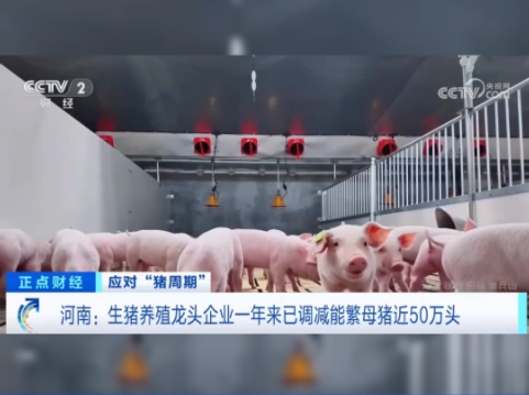 牧原一年来已调减能繁母猪近50万头！