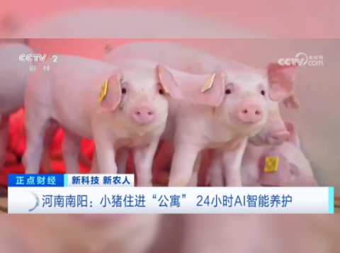 小猪住进“公寓” 24小时AI智能养护！专属食谱、AI 看病、新风防疫！