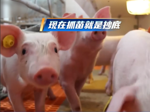 下半年周期上行，现在抓苗 = 抄底入场！