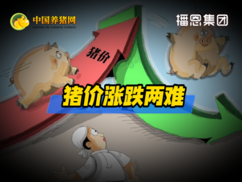 05月09日猪价：涨跌两难，窄幅企稳！