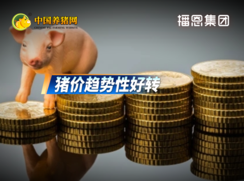 猪价较前期低点上涨1元以上！专家：全年前低后高、趋势性好转！