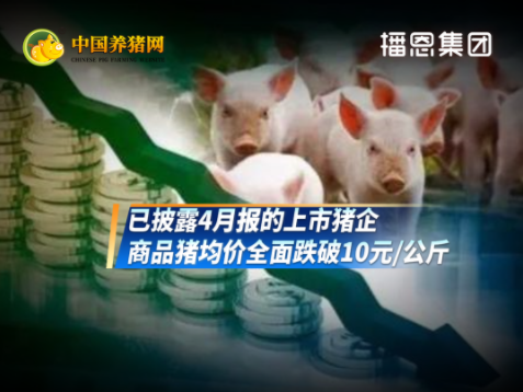 规模猪企4月生猪售价全面跌破10元,价格下行拖累营收!