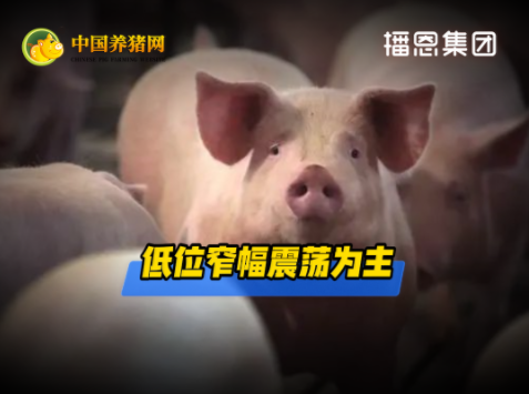 05月11日猪价:9元时代持久战!“底”在何方?