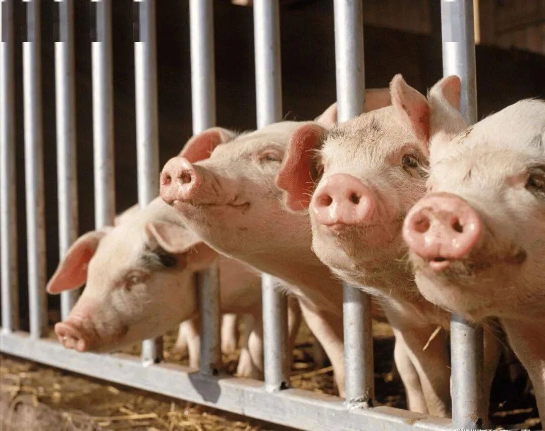 中粮家佳康首发《中国亚麻籽猪肉消费趋势白皮书》，推动行标制定