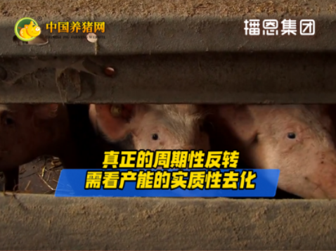猪价彻底焊死9.5元？周期性反转 关键得看这一信号！