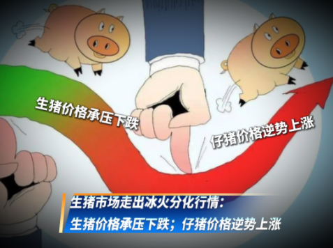 肥猪承压下跌，仔猪价格却连续走强！仔猪价格为何出现反季节行情？