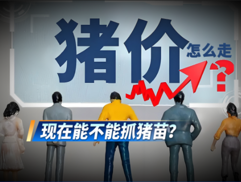 二育受限叠加多重利好!预计下半年猪价季节性上涨!现在抓苗补栏正当时!