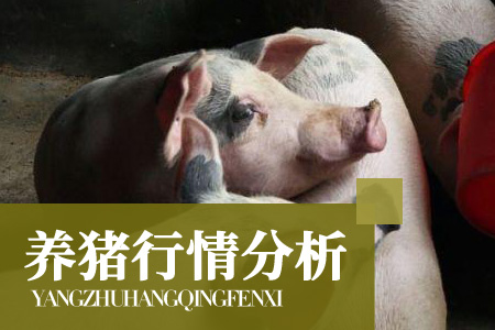 磨底行情持续，猪市“进退两难”
