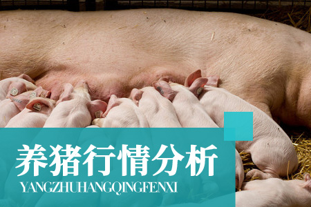 月底出栏放量叠加消费淡季，猪价考验10元关口