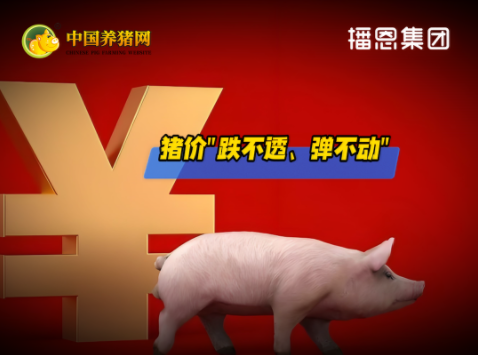 6月23日猪价：9.59元/公斤！“跌不透、弹不动”！