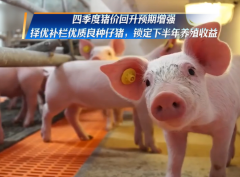加码产能调控！四季度涨价预期拉满！择优补栏优质仔猪，把握后市红利！