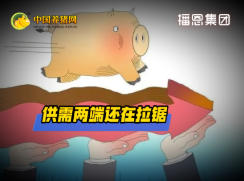 猪价局部小幅回温！短期难破局！