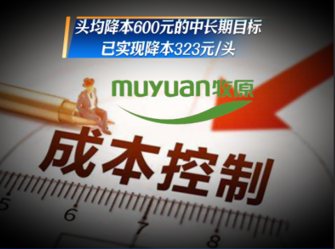 牧原头均降本600元的中长期目标，已完成323元/头，完成过半！