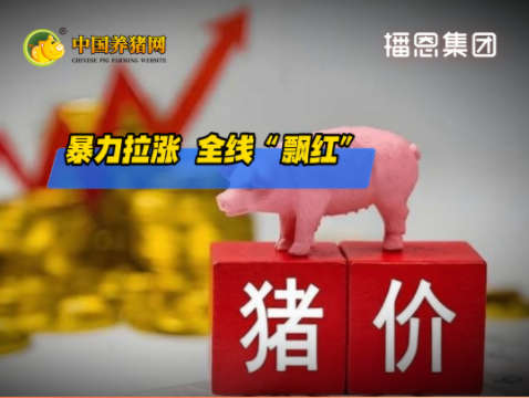 07月01日猪价:暴力拉涨 全线“飘红”!
